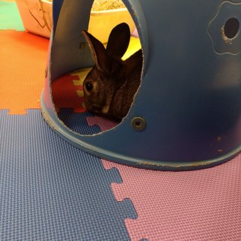 Bunny Bunch - Orange County - Animal Shelters Near Me - Fountain Valley, California Bunny Bunch - Orange County - Animal Shelters Near Me - Fountain Valley, California