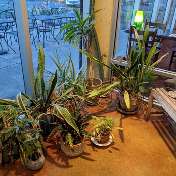 Ruth's Parkside Cafe - Greenery in the space between the inner and outer doors. - New American Near Me - Cincinnati, Ohio