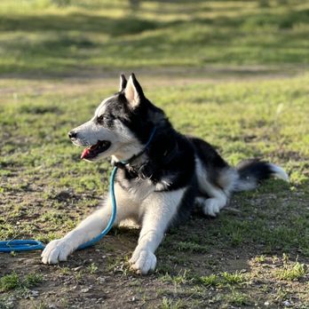 The Canine Ranch - Pet Training Near Me - Copperopolis, California The Canine Ranch - Pet Training Near Me - Copperopolis, California