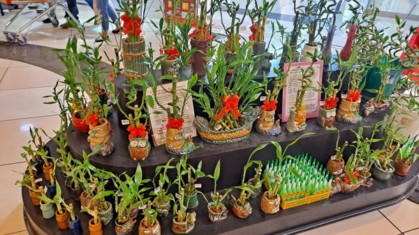 Seafood City Supermarket by null