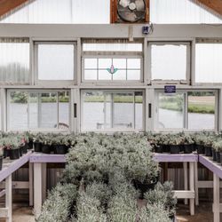 Tenderloin Farms Lavender