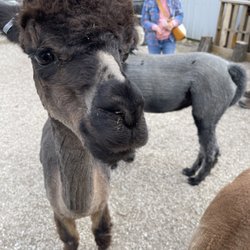YaYa's Alpaca Farm