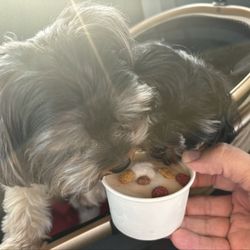Frozen In Time Gourmet Ice Cream - Pup Cupid a hit!