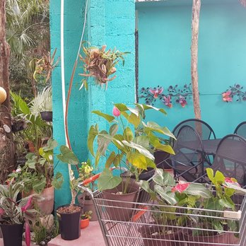Chardonnay - Garden terrace, many many plants! - Mexican Near Me - Cozumel, ROO Chardonnay - Garden terrace, many many plants! - Mexican Near Me - Cozumel, ROO