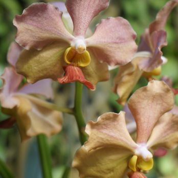Lincoln Park Conservatory - Parks Near Me - Chicago, Illinois