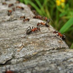 Westwood Pest Control