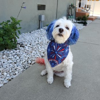 Zoom 2 Groom - 4th of July color and grooming - Pet Groomers Near Me - Montrose, California Zoom 2 Groom - 4th of July color and grooming - Pet Groomers Near Me - Montrose, California