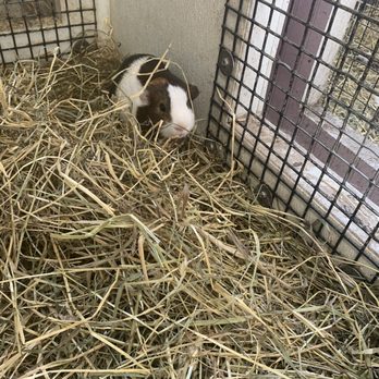 Lambs Farm- Farmyard - A guinea pig in the Discovery Center - Attraction Farms Near Me - Libertyville, Illinois