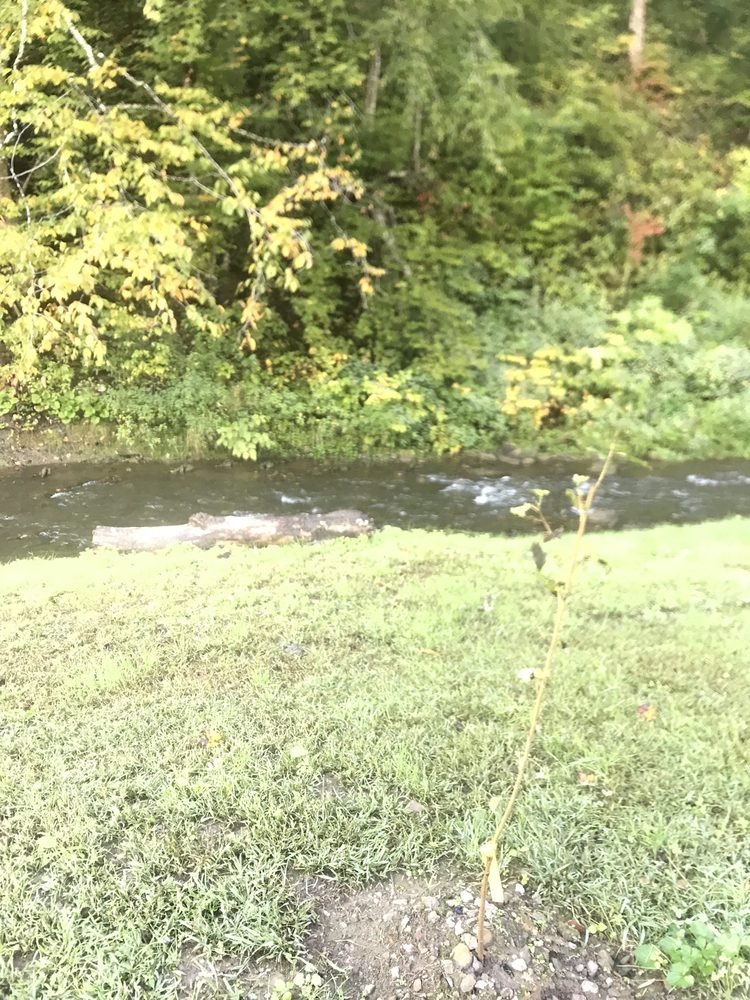 HILLBILLY HEAVEN CAMPGROUND Updated October 2024 15 Photos 100 Herbert Dr, Delbarton, West