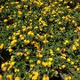 Photo of Hafen Nursery
