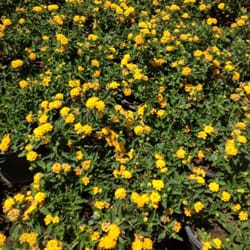 Hafen Nursery - Lantanas