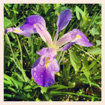Barataria Preserve - swamp iris. - Parks Near Me - Marrero, Louisiana Barataria Preserve - swamp iris. - Parks Near Me - Marrero, Louisiana