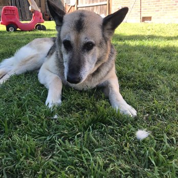 Custom K9's Mobile Grooming - Lisa - Pet Groomers Near Me - Lathrop, California