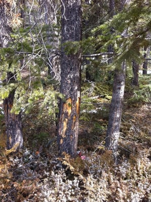 Maligne Canyon by null