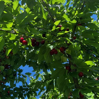 Diablo Cherries - Pick Your Own Farms Near Me - Brentwood, California