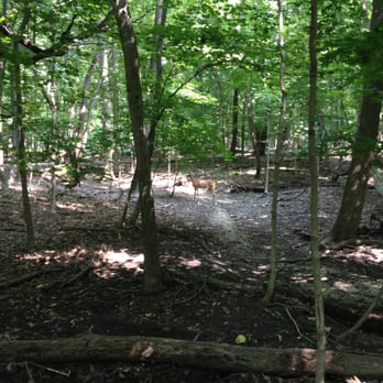 River Trail Nature Center - I spy a deer. - Parks Near Me - Northbrook, Illinois