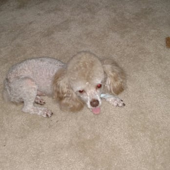 Petco - Coco Puffs  My Baby After grooming 6/28/16 at  PETCO in Kernersville - Pet Training Near Me - Kernersville, North Carolina