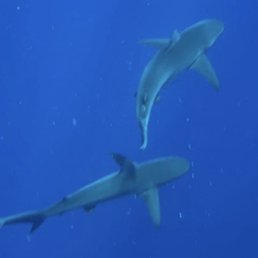The water was so clear and the sharks were beautiful!!! The water was so clear and the sharks were beautiful!!!