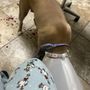 Photo of Chatta Neuter