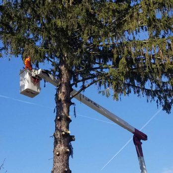 McCullough's Tree Service - Tree Services Near Me - Columbus, Ohio McCullough's Tree Service - Tree Services Near Me - Columbus, Ohio