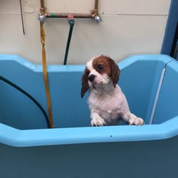 Carlton Veterinary Clinic - The Hydrobath