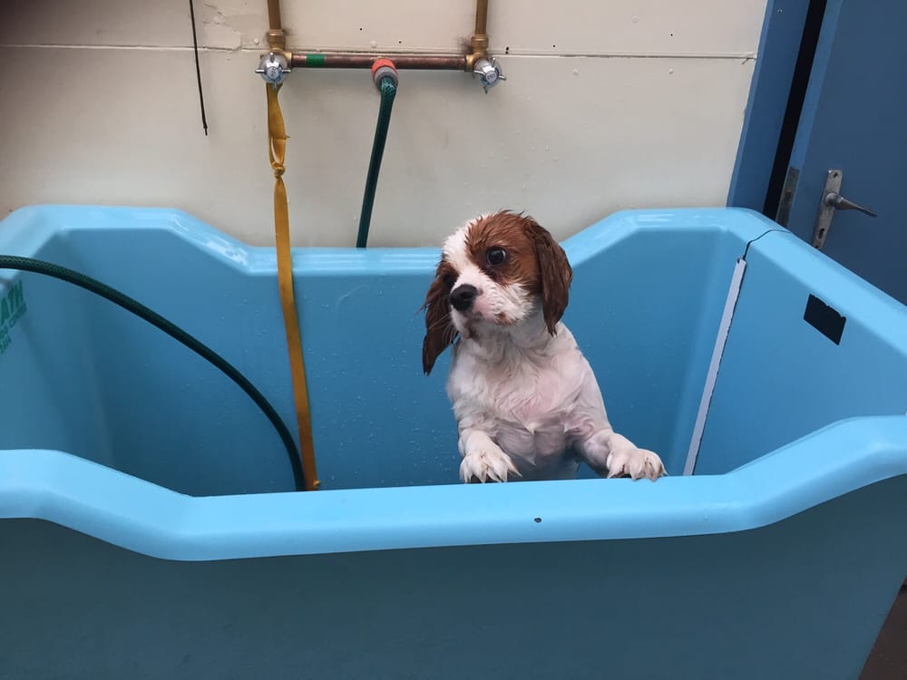 CARLTON VETERINARY CLINIC Updated August 2024 603 Rathdowne St