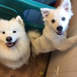 A Pet's Choice