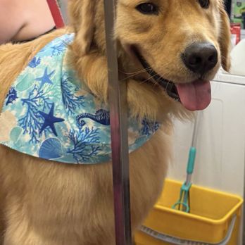 Dog Gone Gorgeous - Pet Groomers Near Me - Canton, Massachusetts