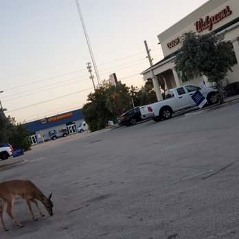Walgreens - a deer grazing in a parking lot - Drugstores Near Me - Big Pine Key, Florida Walgreens - a deer grazing in a parking lot - Drugstores Near Me - Big Pine Key, Florida