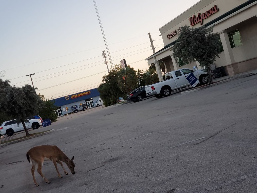 WALGREENS Updated September 2024 22 Photos & 16 Reviews 30351