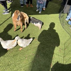 Kids Bouncing Fun - Mini goats and pigs