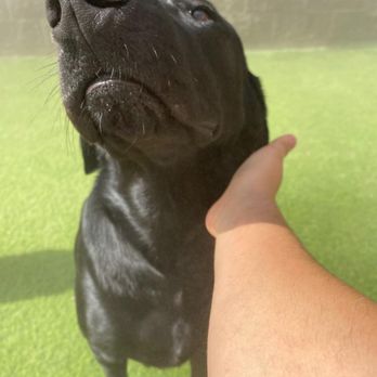The Barking Dog - Mojo living his best life at The Barking Dog, rub down before a dip in the pool! - Pet Groomers Near Me - Scottsdale, Arizona The Barking Dog - Mojo living his best life at The Barking Dog, rub down before a dip in the pool! - Pet Groomers Near Me - Scottsdale, Arizona