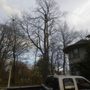 Photo of Scott's Circle City Tree Care