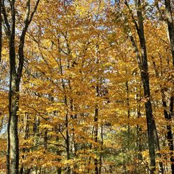 Frenchtown Park Trail - Gorgeous golden leaves on this mild November morning