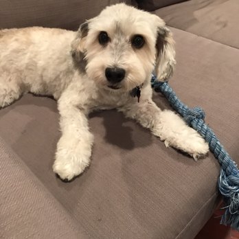 Keith's Pet Necessities - Post grooming, he smells clean(not flowery) and looks amazing! - Pet Groomers Near Me - Brooklyn, New York Keith's Pet Necessities - Post grooming, he smells clean(not flowery) and looks amazing! - Pet Groomers Near Me - Brooklyn, New York