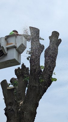 Hoosier Tree Techs on Yelp