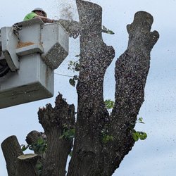 Hoosier Tree Techs - Using the bucket truck.