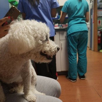 Queens Animal Hospital - Lucas - Veterinarians Near Me - Queens, New York