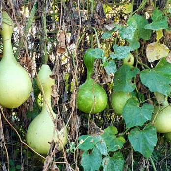 TX-Ture Farm - Gourds at TX-Ture Farm. - Attraction Farms Near Me - Aubrey, Texas TX-Ture Farm - Gourds at TX-Ture Farm. - Attraction Farms Near Me - Aubrey, Texas