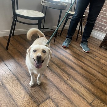 LA Pet Home - Happy pup after bath! - Pet Stores Near Me - Pasadena, California