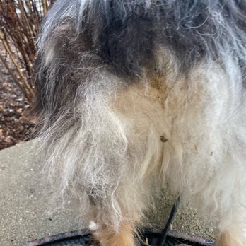 Camp Bow Wow Troy - Pet Sitting Near Me - Troy, Michigan