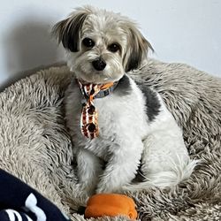 Friends of Homeless Animals