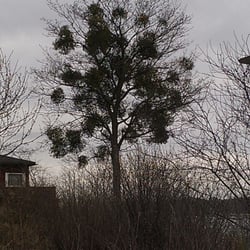 Løvøya Camping & Båthavn - Misteltein på Løvøya