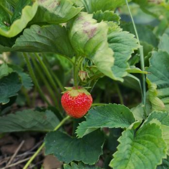 Robintide Farms - Robintide Farms - Picking a fresh strawberry - Farms Near Me - Maple, Ontario