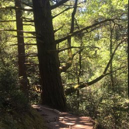 Heading down the beginning of the steep ravine trail from Pantoll