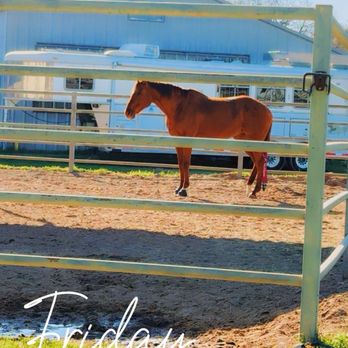 Tin Top Creek Equine Facility - Enjoying the sun shine in the paddocks - Horse Boarding Near Me - Weatherford, Texas Tin Top Creek Equine Facility - Enjoying the sun shine in the paddocks - Horse Boarding Near Me - Weatherford, Texas