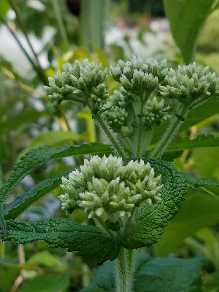 BUCKINGHAM LAKE PARK 27 Photos & 13 Reviews Berkshire Blvd, Albany, New York Parks Yelp