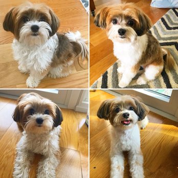 Carroll Gardens Pet Grooming - @harpertheforeverpuppy - Pet Groomers Near Me - Brooklyn, New York Carroll Gardens Pet Grooming - @harpertheforeverpuppy - Pet Groomers Near Me - Brooklyn, New York