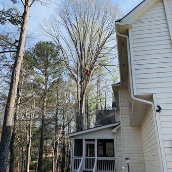 Southeast Tree - View of one of the workers in the 70 ft tree - Tree Services Near Me - Marietta, Georgia