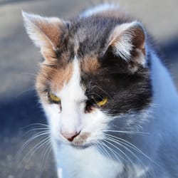 Broad Run Pet Care